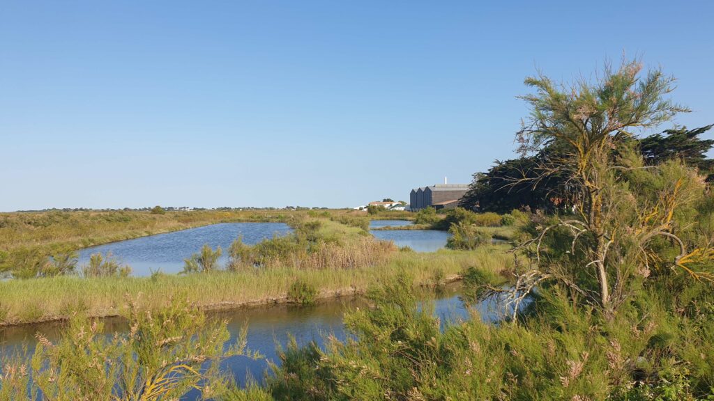 ile de ré (1)